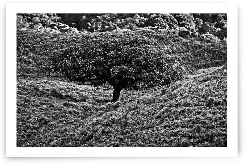 Lone Tree in the Hills by Chirag Pandya