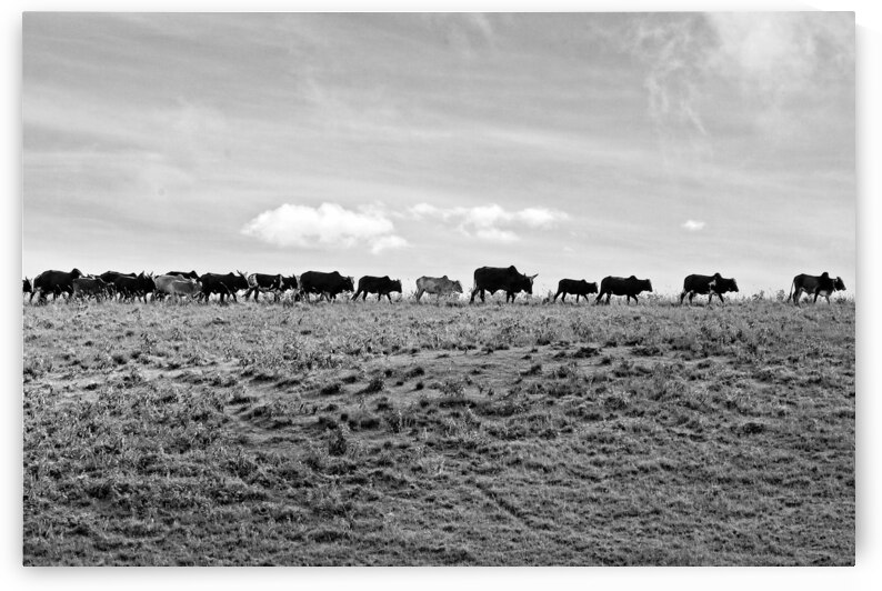 The Long Walk Home by Chirag Pandya