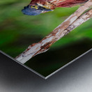 Little Forest Acrobat Metal print