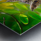 Silent Sentinel Metal print