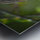 Firecrest in Bloom Metal print