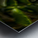 The Rainforest Dreamer Metal print