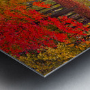 Autumn Park by the Water Metal print