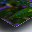 Dew-Kissed Magenta Blossoms Metal print