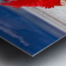 Hibiscus and Seashell Still Life Metal print