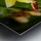 Yellow Plumeria After Rain Metal print