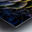 Radiant Succulent Spiral Metal print