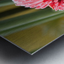 Torch Ginger Bloom Metal print