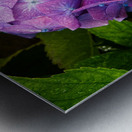 Hydrangea Jewel Metal print