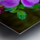 Purple Blossom After Rain Metal print