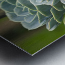 Succulent Rosettes Metal print