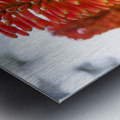 Fire Dance Bloom Metal print