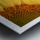 Sunflower Glow Metal print