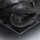 The Lioness Stare Metal print