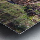 Jackal in the Grass Metal print