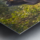 Wildebeest Pair Metal print