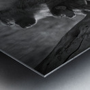 Baboons in Morning Light Metal print