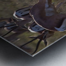 Impala Clash Metal print