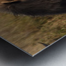 Lion in Evening Light Metal print