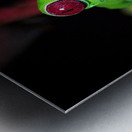 Red-Eyed Tree Frog Metal print