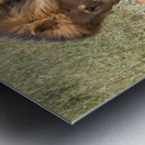 The Lions Claim Metal print