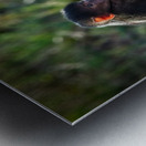 Little Leader Metal print