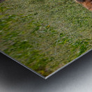 Cheetah Siblings at Rest Metal print