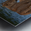 Waterfront Curiosity Metal print