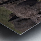 Mud Bath Joy Metal print