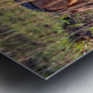 Silent Watcher of the Plains Metal print