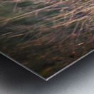 Evening Scout Metal print