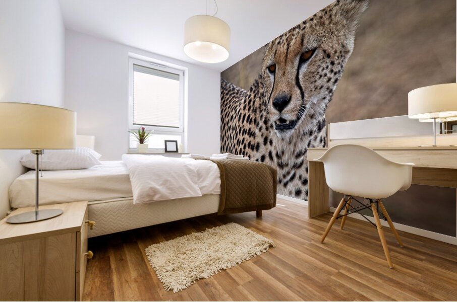 Cheetah Portrait Mural print