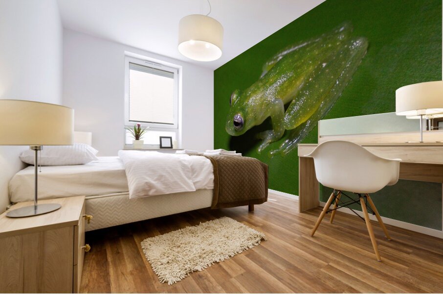 Glass Frog on Leaf Mural print