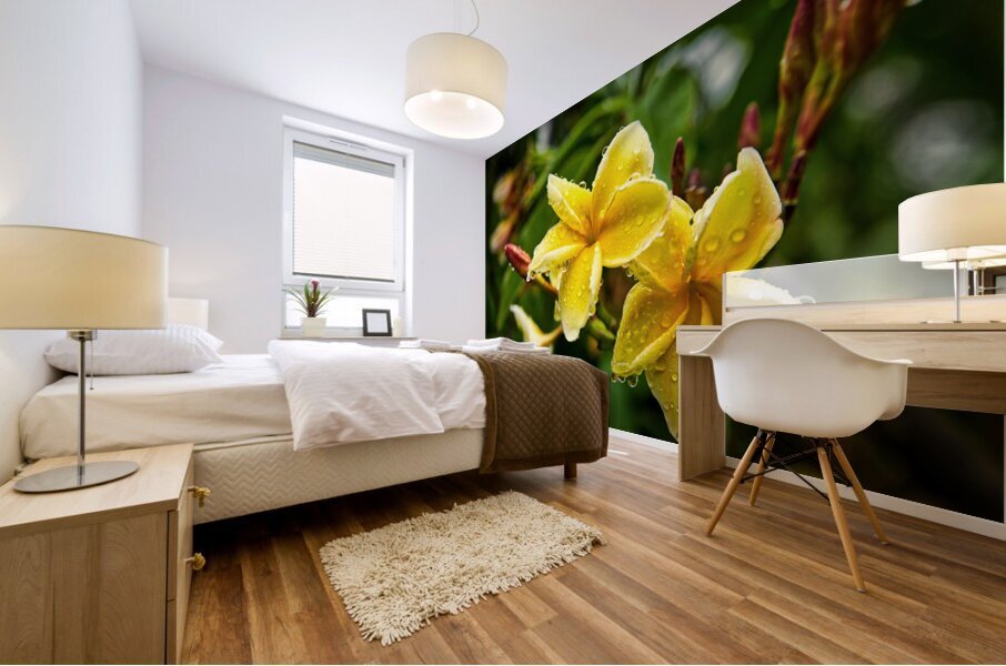 Yellow Plumeria After Rain Mural print