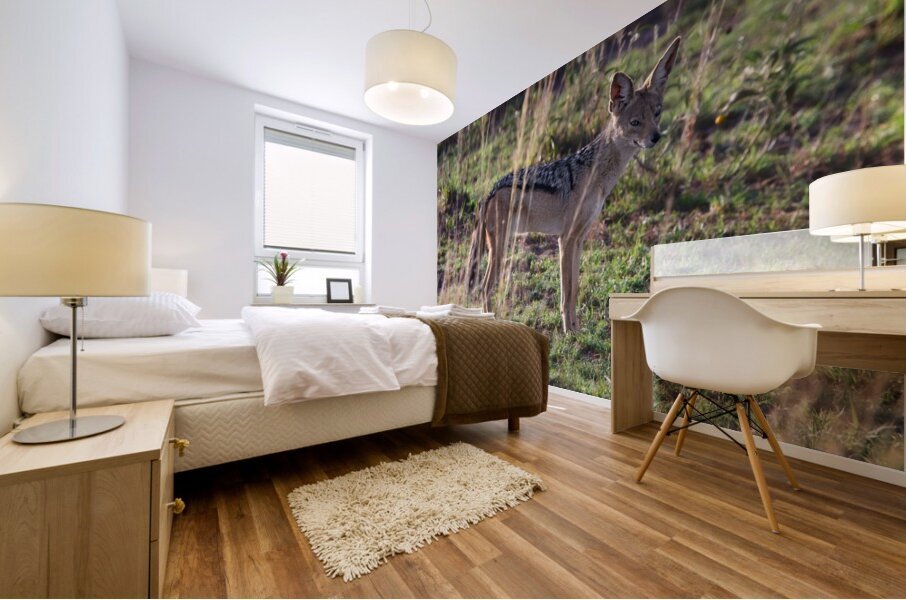 Jackal in the Grass Mural print