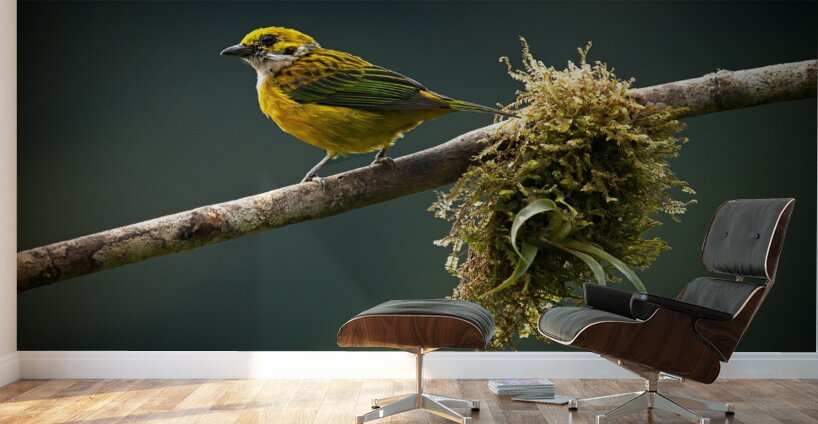 Golden Morning Song Wall Murals