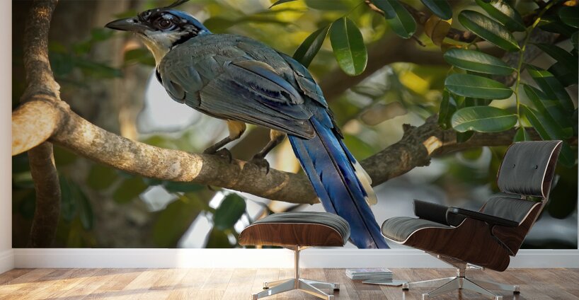 Blue-Crest Sentinel Wall Murals