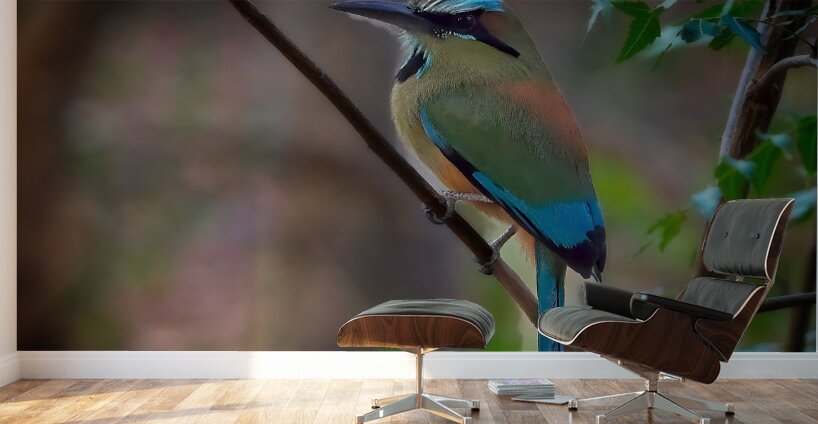 Tropical Daydream Wall Murals