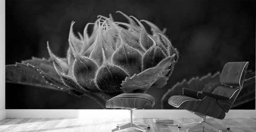 Emergence Wall Murals