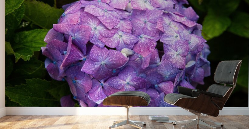 Purple Bloom Wall Murals