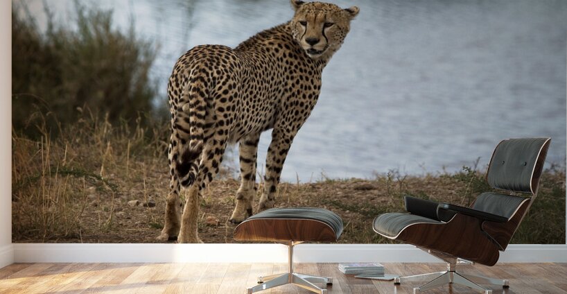 Cheetah by the Water Wall Murals