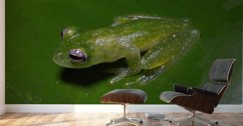 Glass Frog on Leaf Wall Murals