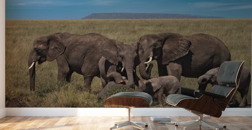 Elephant Family Gathering Wall Murals