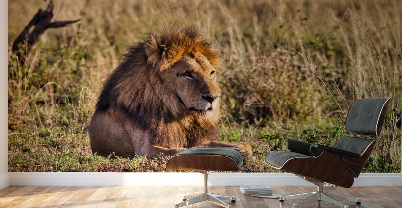 Majestic Morning King Wall Murals