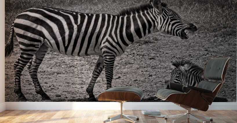 Zebras at Rest Wall Murals