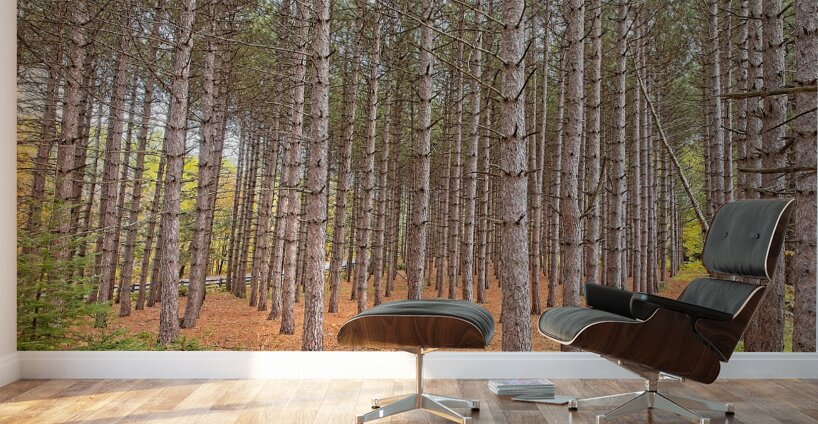 Symmetry of the Woods Wall Murals