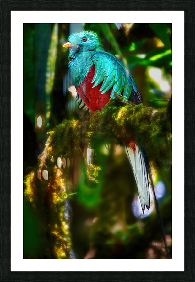 Jewel of the Cloud Forest Picture Frame print