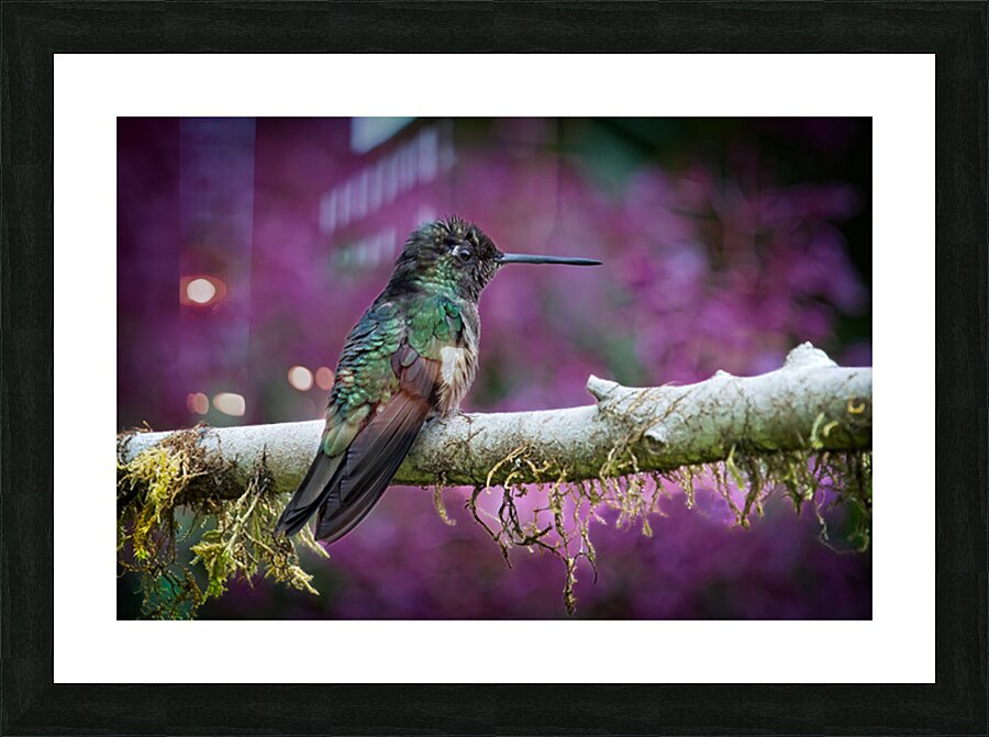 Quiet Jewel Picture Frame print