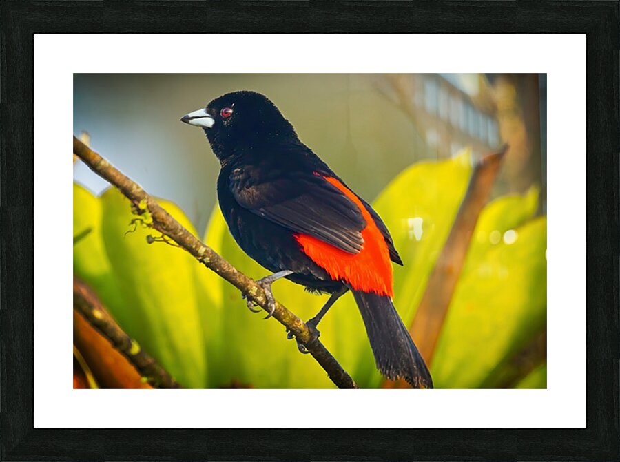 Skyfire Starling Picture Frame print