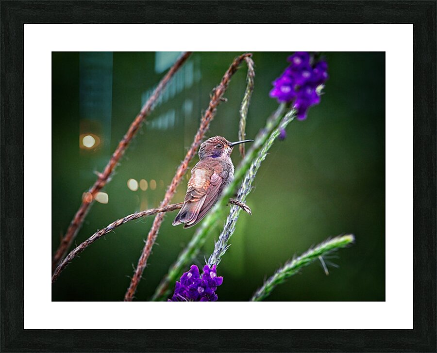 Dance of Nectar Picture Frame print